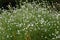 Hoary alyssum Berteroa incana loads of white flowering plants