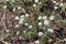 Hoary alyssum plant in bloom in summer, Berteroa incana, selective focus.