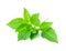 Hoary basil or basilicum on white background, ingredient for coo