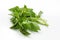 Hoary basil or lemon basil