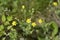 Hoary cinquefoil