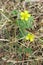 Hoary Cinquefoil Potentilla argentea