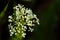 Hoary Cress Flowers