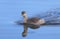 Hoary Headed Grebe duck on blue water background