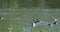 Hoary-headed Grebe, Poliocephalus poliocephalus, on water 4K