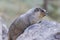 Hoary Marmot in the Canadian Rockies