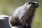 Hoary Marmot in the Canadian Rockies