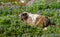 Hoary Marmot eating