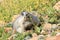 Hoary Marmot , Glacier National Park, USA