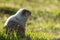 Hoary marmot in grassy meadow with backlit light