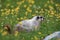 Hoary Marmot Marmota Caligata Logan Pass Glacier Nationalpark Montana