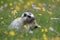 Hoary Marmot Marmota Caligata Logan Pass Glacier Nationalpark Montana