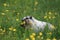 Hoary Marmot Marmota Caligata Logan Pass Glacier Nationalpark Montana