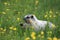 Hoary Marmot Marmota Caligata Logan Pass Glacier Nationalpark Montana