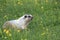 Hoary Marmot Marmota Caligata Logan Pass Glacier Nationalpark Montana