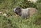 Hoary Marmot on Mt Rainier