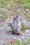 Hoary Marmot posing in the hiking trail to Hidden Lake Overlook.Glacier NP.Montana.USA