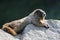 Hoary Marmot on a Rock