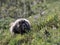 Hoary Marmot Running through a Meadow