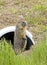 Hoary marmot stands by drainage pipe