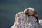 A hoary marmot sunning itslef on a rock
