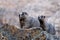 Hoary Marmots close up.