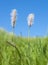 Hoary plantain flowers