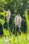 Hoary plantain flowers