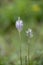 Hoary Plantain growing wild in Italy
