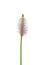 Hoary plantain (Plantago media)