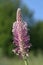 Hoary Plantain - Plantago media