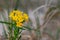 Hoary Puccoon Lithospermum canescens growing on a beach and sand