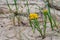 Hoary Puccoon Lithospermum canescens growing on a beach and sand