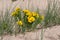 Hoary Puccoon Lithospermum canescens growing on a beach and sand