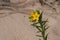 Hoary Puccoon Lithospermum canescens growing on a beach and sand