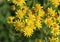 Hoary ragwort