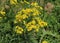 Hoary ragwort