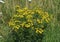 Hoary ragwort