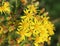 Hoary ragwort