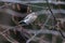 Hoary redpoll bird