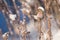 Hoary Redpoll on Common Yarrow in Winter