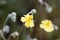 Hoary rockrose, Helianthemum oelandicum