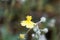 Hoary rockrose, Helianthemum oelandicum