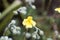 Hoary rockrose, Helianthemum oelandicum