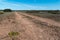 Hoary Rockrose plant in a barren landscape