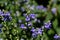 Hoary skullcap or downy skullcap flowering in garden