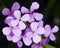 Hoary Stock, Matthiola incana, flowers, close-up, selective focus, shallow DOF