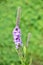 Hoary Vervain (Verbena stricta) Wildflower