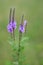 Hoary Vervain Wildflower