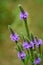 Hoary Vervain Wildflower